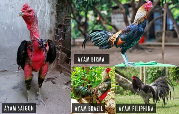 Sabung Ayam Dunia: Budaya Praktik & Peraturan Sabung di Dunia